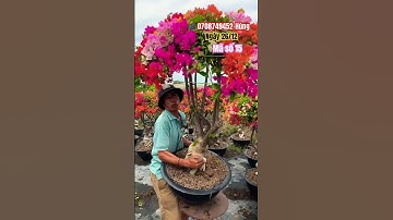 Ngũ sắc khung dù siêu rực rỡ..#shortvideos