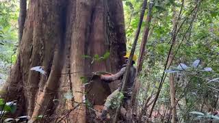 TEBANG POKOK BALAU YANG SUPER BESAR.‼️ screenshot 5