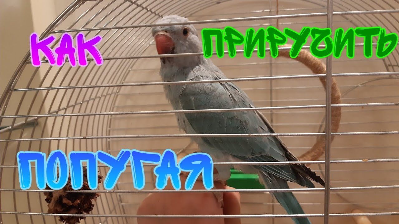 Как приручить попугая за 6 шагов. Быстро и эффективно