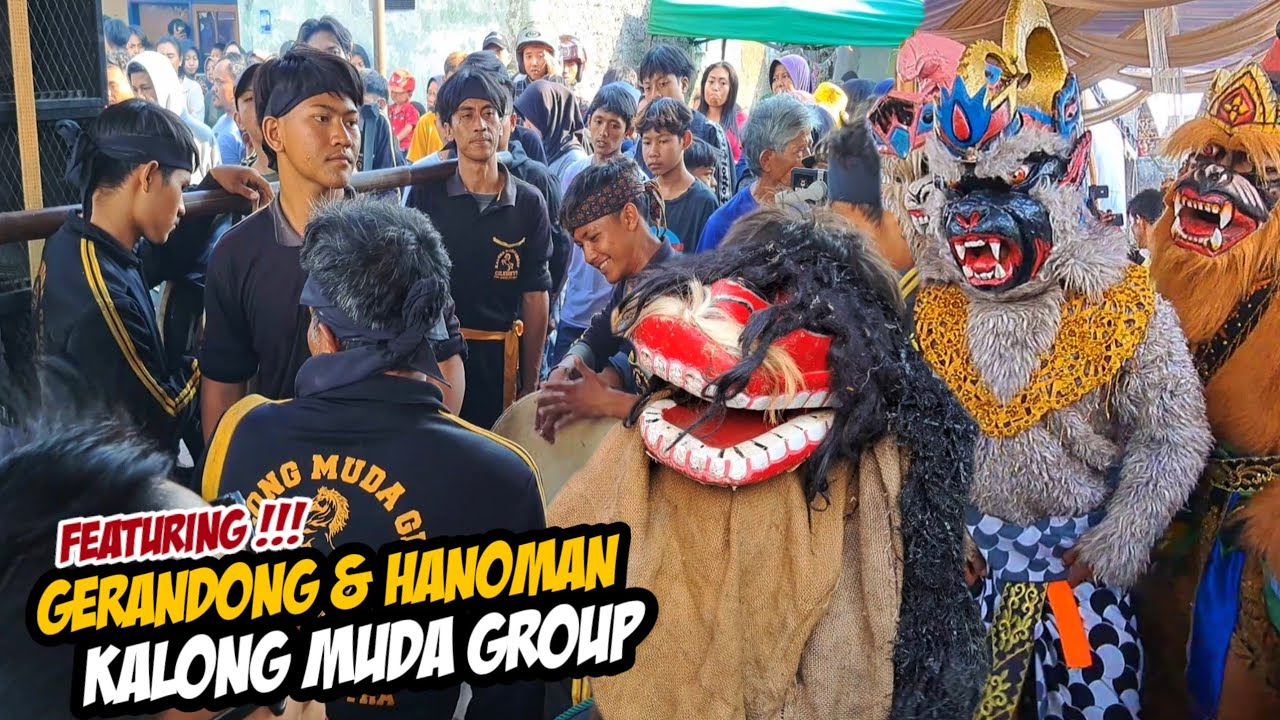 GERANDONG & HANOMAN KERJA BARENG KALONG MUDA ‼️ NGAREAK DI TEMPAT ● KOTA JATINANGOR SUMEDANG