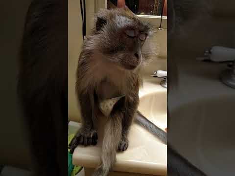 Adorable Monkey Wants Her Legs Shaved