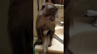 Adorable Monkey Wants Her Legs Shaved