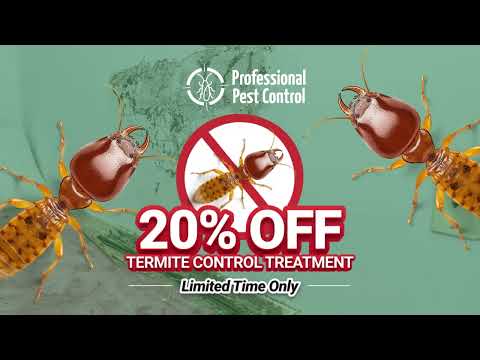 🐜Termite Signs in