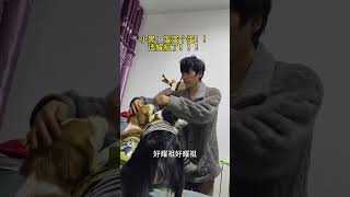 Yaozu So Annoying You Re In The Way Is Not A Border Collie Dog Video