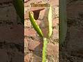 See How My Dragon Fruit Grew After Puring!🍃Amazing Result 😍#dragonfruittree #fruit #puring #shorts