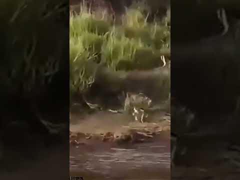 لم أكن أريد نشر الفيديو لكن قوة المشهد حركتلي كياني