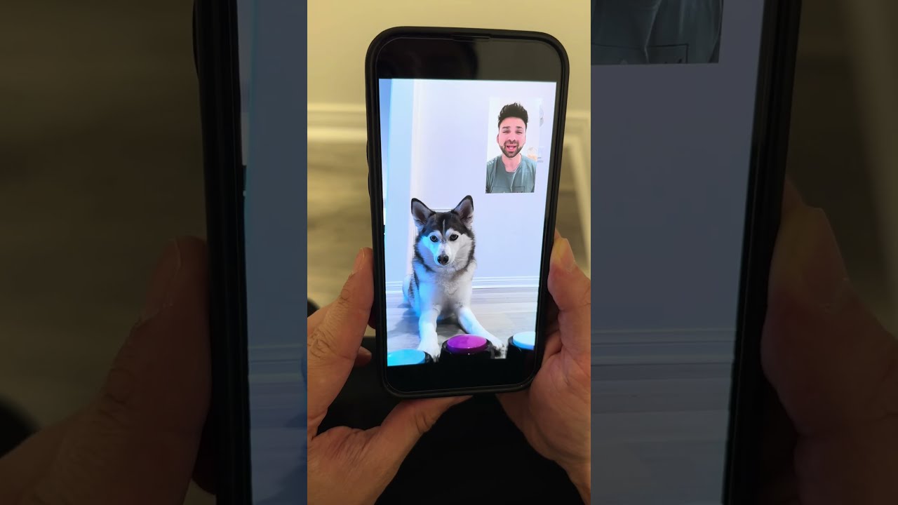 Sapphie The Pomsky Facetimes Parents While They Are Out