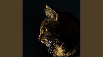 Glorious Ambience for Mysterious Cat Behavior