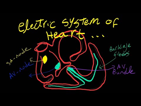 electric system of the heart - كيف ينبض القلب ( كهرباء القلب ) شرح بالعربي