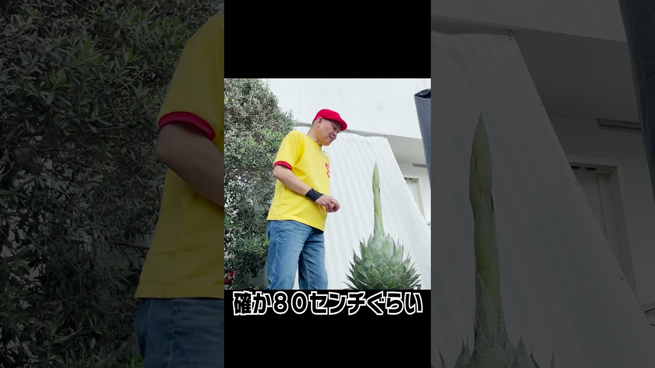 73 貴重！アガベ数十年に一度の開花まであと✖️✖️日！！ - YouTube