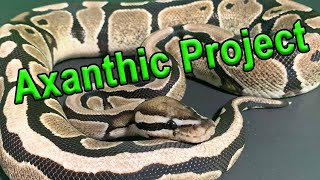 TSK Axanthic Project (Ball Python Breeding project)