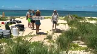 Millerbirds released on Laysan Island