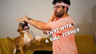 The fighting bull terrier knows kung fu  Comic kun