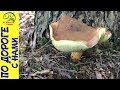 Собираем грибы в лесу ǀ ИЩЕМ БЕЛЫЕ ГРИБЫ ǀ третий выезд за грибами ИЮЛЬ 2017