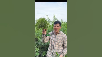 CÙNG TÌM HIỂU VỀ CÂY CÚC TẦN #thuocnam #caythuocnam #thaoduoc #dongy #shorts