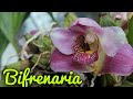 Bifrenaria. Долгая адаптация после пересадки.