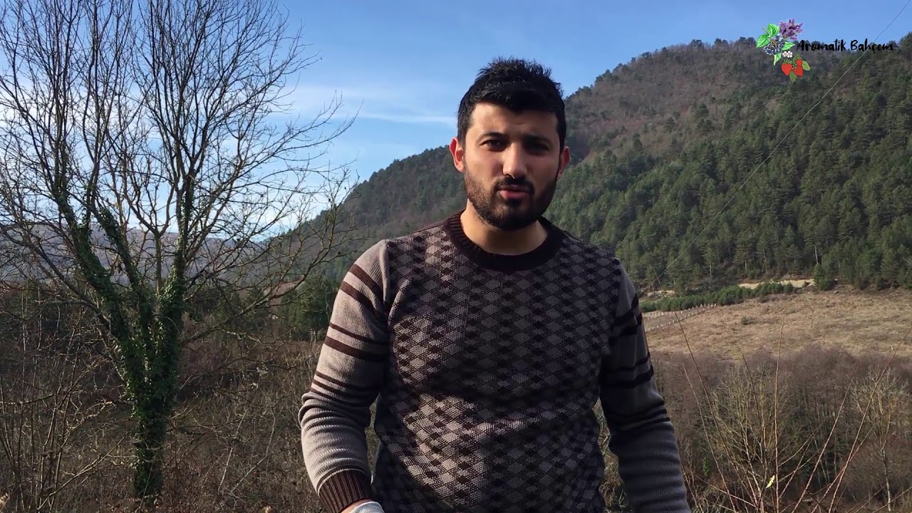 Aronya Yetiştiriciliği - Bakım İşlemleri - Detaylı Bilgiler