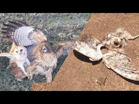 Video: Hawk Owl: beskrywing en foto