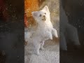 she's a diva