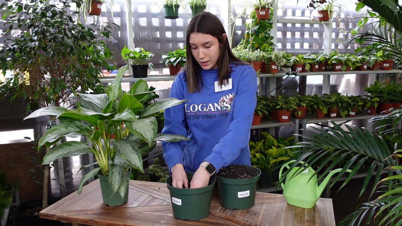 BENEFITS OF CONTAINER GARDENING — Logan's Garden Shop