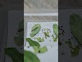 50 Monarch Caterpillar Rearing Kit From DFW Butterfly Release mp3