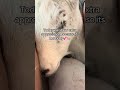 Happy Birthday Fiona🥳🎉🐐💕 #goat #birthday #petgoat