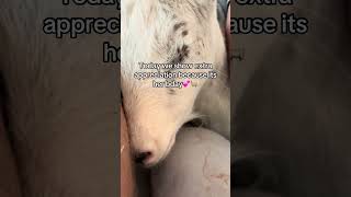 Happy Birthday Fiona🥳🎉🐐💕 #goat #birthday #petgoat