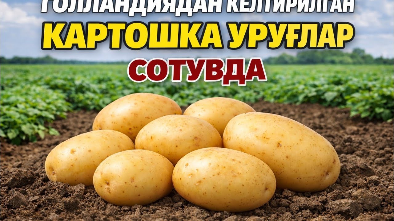 АГРОВЕР КАРТОШКА УРУҒЛАРИ ФАРҒОНАДА #bobodexqonlar 