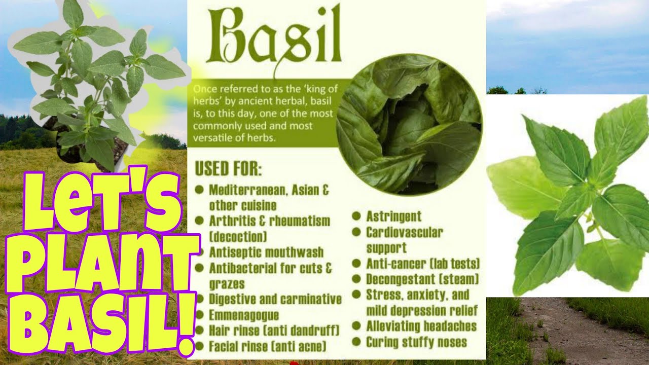 How to replant Basil Seedlings Thai Basil YouTube