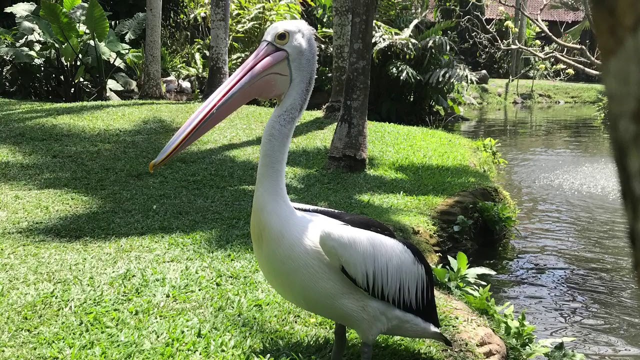 burung yang cantik ( bali bird park bali ) 