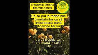 Ce Să Pui La Rădăcinile Trandafirilor Ca Să Înflorească Până Toamna Târziu