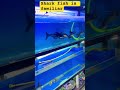 Shark fish #aquariumfishmarket #aquarium #exoticaquariumfish #megaquarium 8218672972