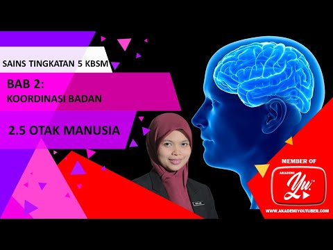 Video: Penilaian Neuropatologi Kuantitatif Untuk Menyiasat Pelbagai Morbiditi Serebrum