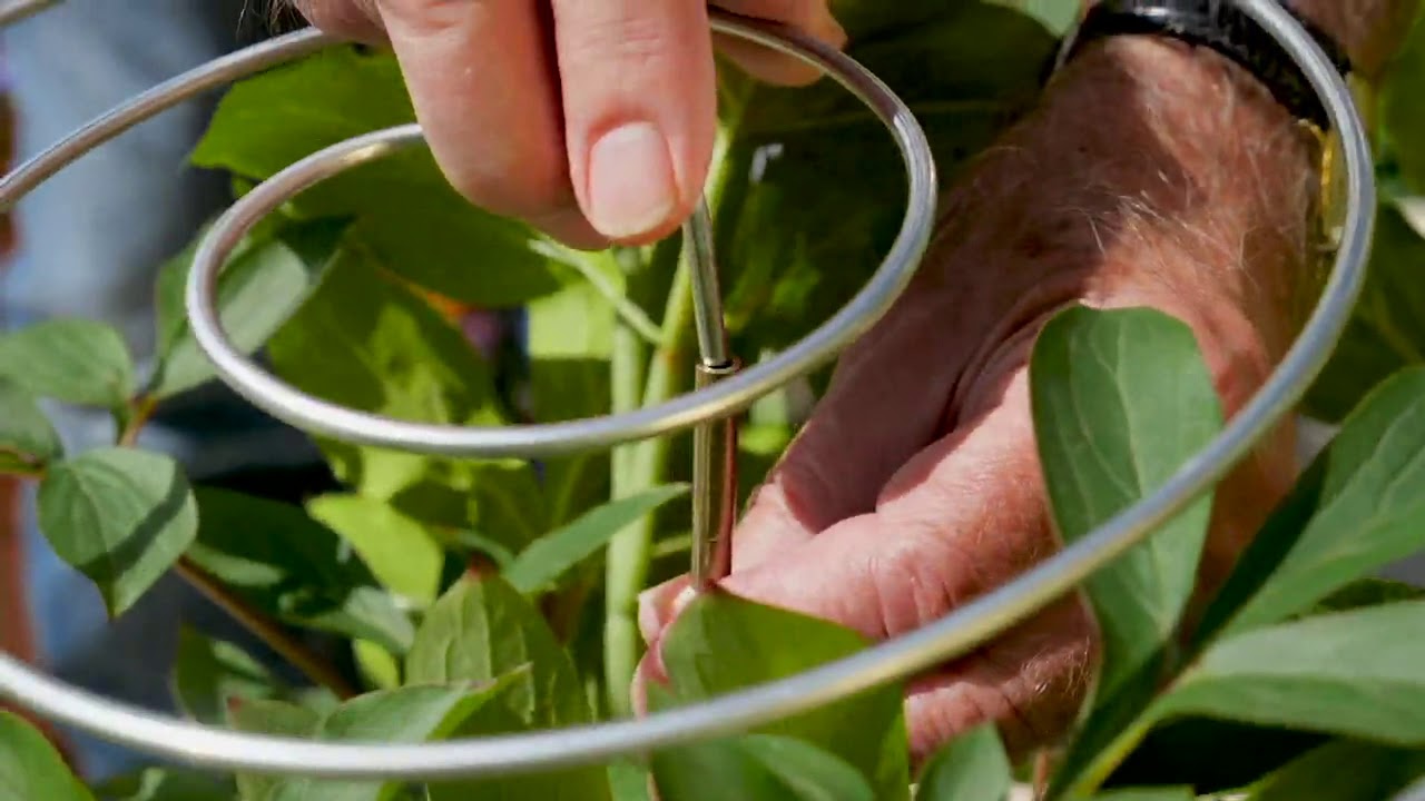 Richard Jackson's Set of 5 Adjustable Spiral Plant Supports on QVC YouTube