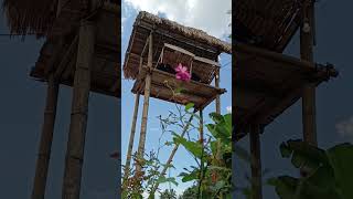 Download Lagu Ngerandu Buko Mengan Angklung Paglak - Ngabuburit Ala Suku Osing MP3