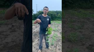 Primeira vista!!! compartilhando o conhecimento no cultivo da melancia