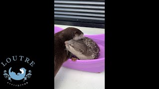 Mischievous Otter Duo Grooming Each Other　＃Shorts