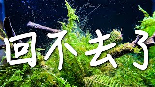 【蝦缸】莫絲的危機│紫菜海鮮湯│絲藻大爆炸│下一階段的處理│shrimp