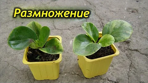 Размножение пеперомии. Что делать, если не укореняется?  Уход после укоренения.