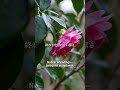 椿の花は、散るときに一気に落ちる "Camellias fall all at once without scattering." #shorts