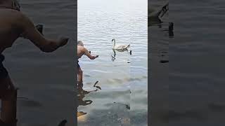 Что то разговаривают 🦢 Лебеди на Виштынецком озере (18.08.22) Калининградская область 🦢 ТС ВечагоР.