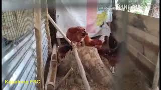 breeding chicken pen range proper