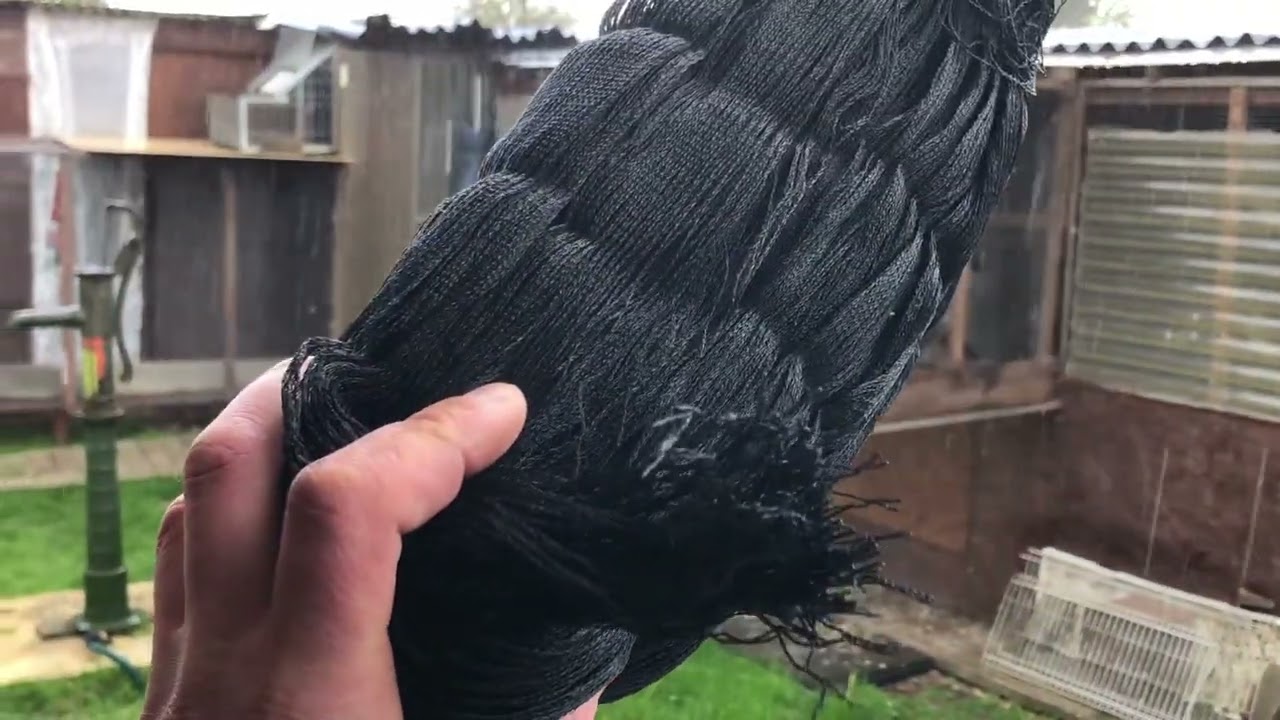 تدريب الحمام اثناء هطول الامطار الغزيرة 2023 رمضان