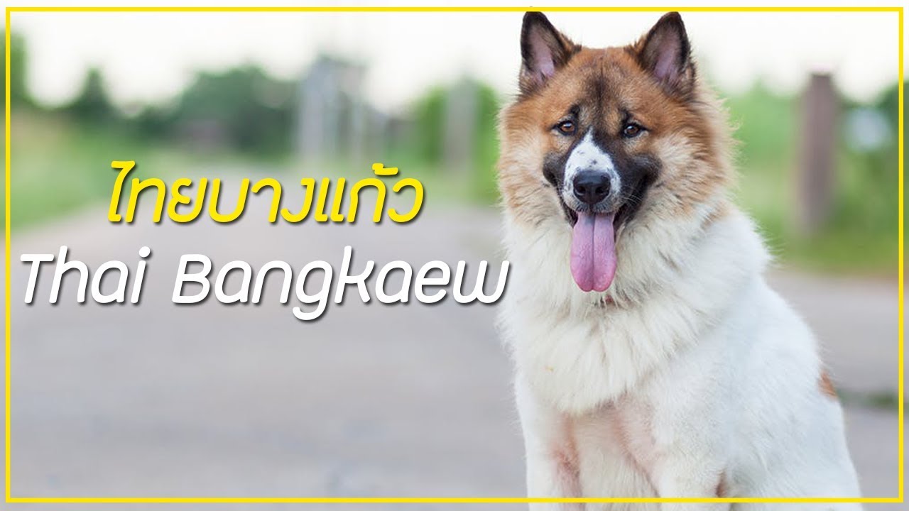 รู้จักสุนัขพันธุ์ ไทยบางแก้ว (Thai Bangkaew) สุนัขไทยสวยงามตามท้องเรื่อง !!  - Youtube