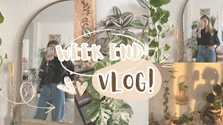 Vlog | update plantes, tisane cbd, Jardiland
