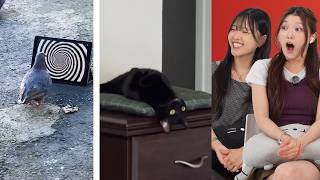 Cute Animals and Pets v22