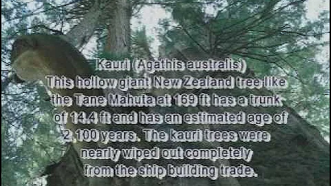 Protect Your Forest - The importance of old growth forest canopies..wmv