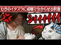 むぎと釈迦の威嚇バトルがこちら