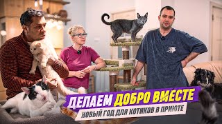 ДЕЛАЕМ ДОБРО ВМЕСТЕ | НОВЫЙ ГОД ДЛЯ КОТИКОВ В ПРИЮТЕ