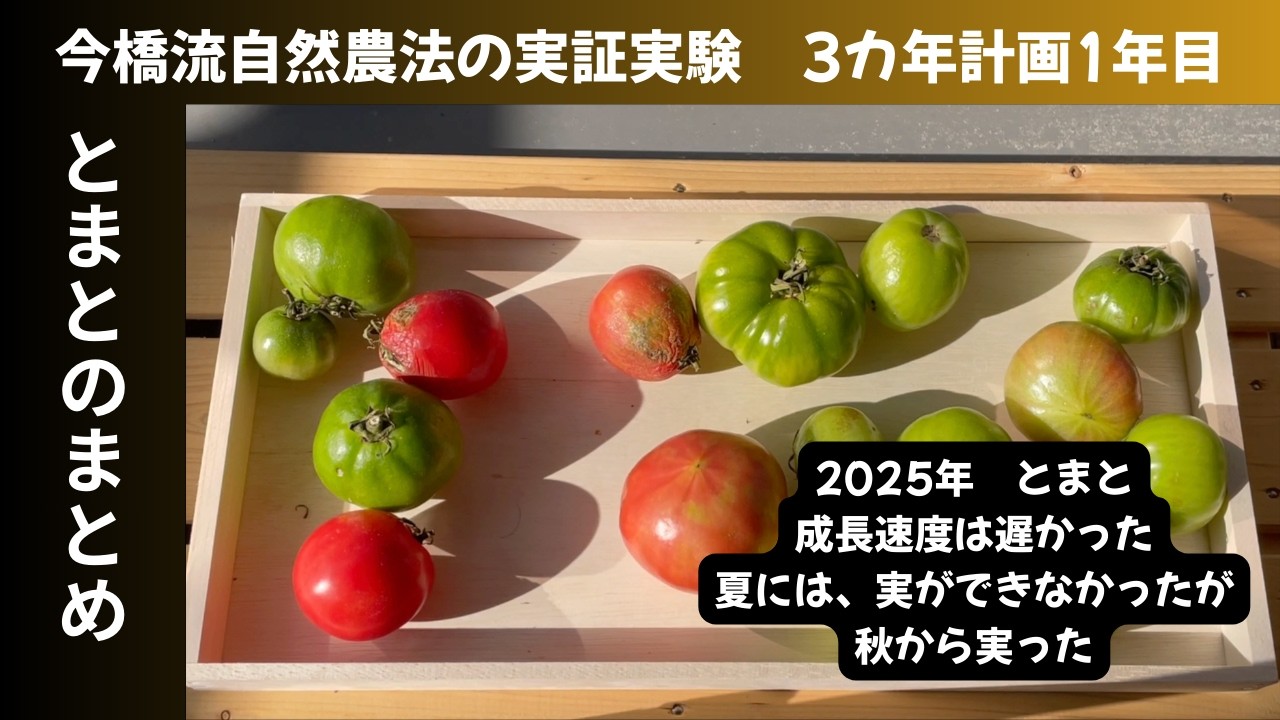 2025年　とまとのまとめ　今橋流自然農法の実証実験三カ年計画1年目
